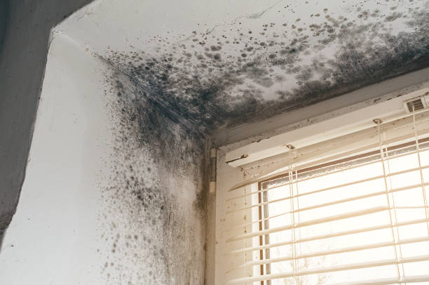 Affordable Commercial Mold Remediation solutions in Pottersdale, PA